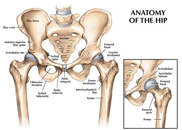 Hip Anatomy