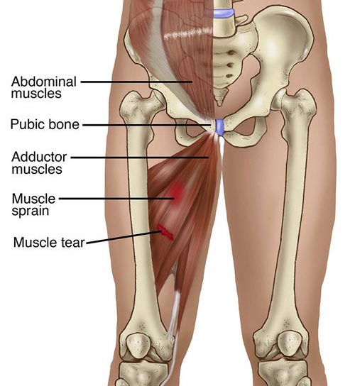 Groin Strain Anatomy