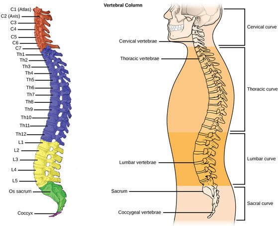 Spine Anatomy