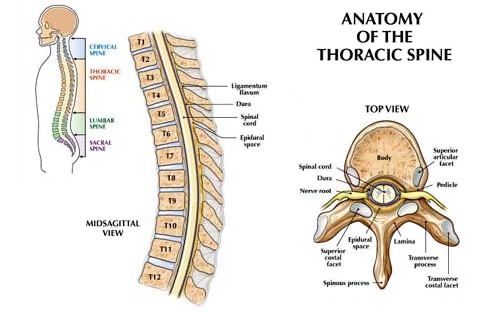 Thoracic Spine Anatomy