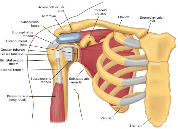 Shoulder Pain Detailed Anatomy
