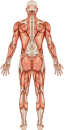 health topics by body part rear